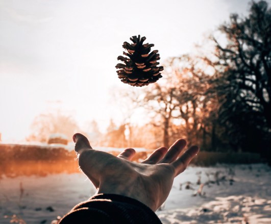 Tossed Pinecone