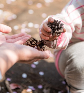 ・親子・手・松ぼっくり