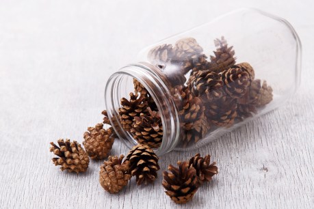 Pinecones on the floor