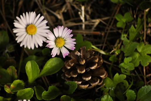 daisy and pinecone